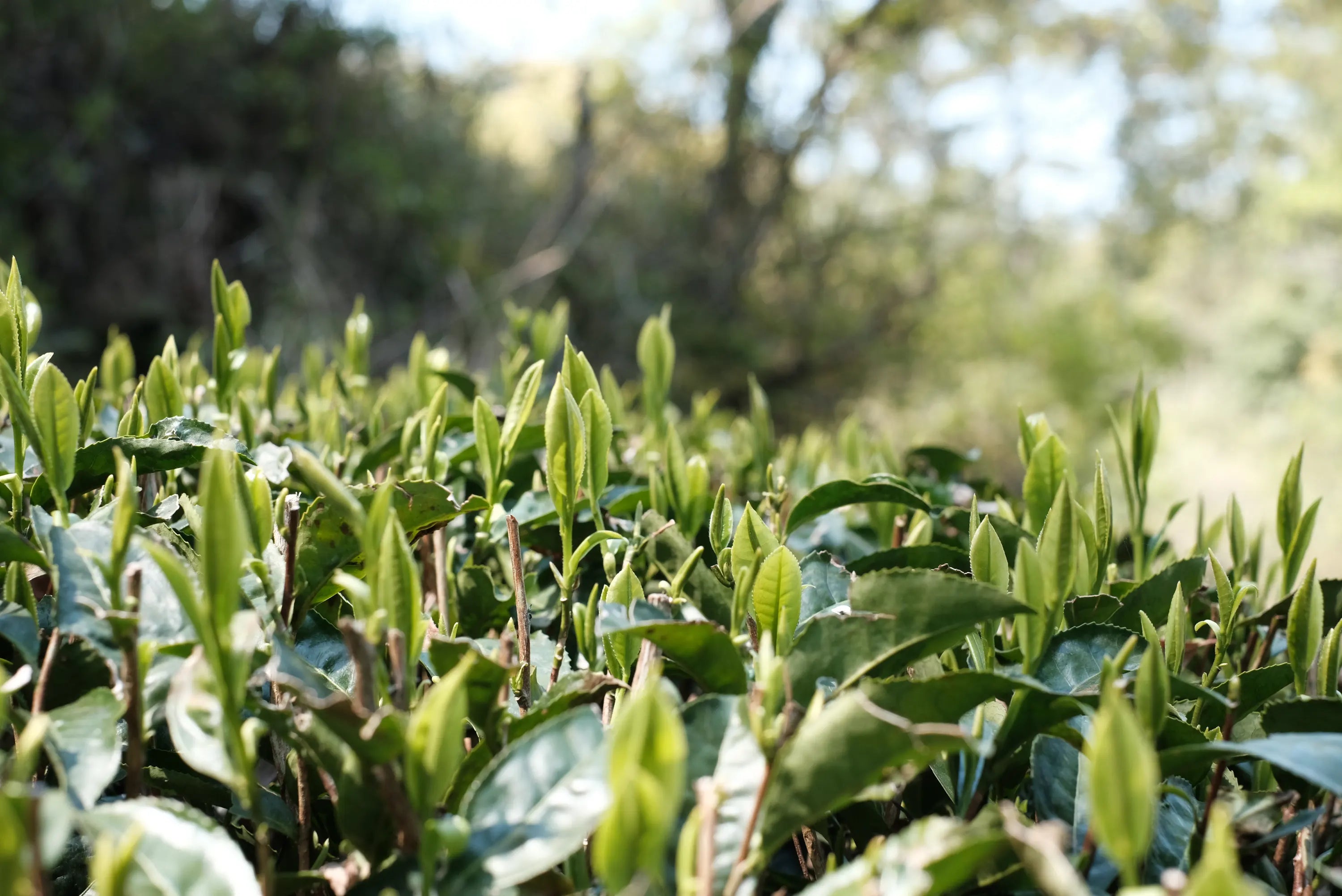 Khám phá Okumidori おくみどり: Giống cây trà đa dụng