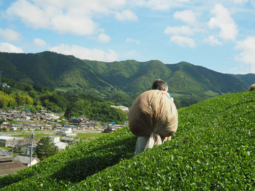 Kyoto, cái nôi của Matcha